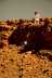 mars2013-cliffbot-Zanella-Kux_320.jpg